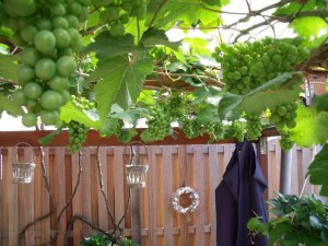 19072010 003-800.jpg