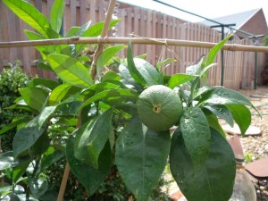 0808072010 001-800.jpg