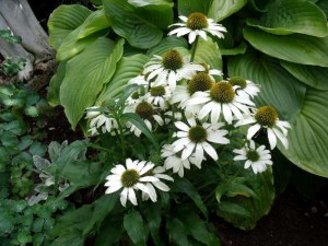 0808072010 004-800.jpg