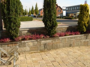 Calluna vulgaris.jpg