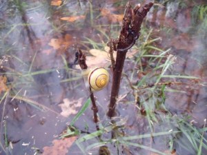 21112010 022-800.jpg