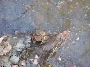 bruine kikker, paring