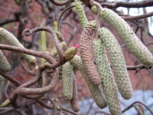 hazelaar, vrouwelijke bloem