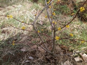 Cornus mas