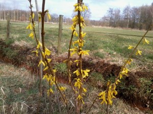 Forsythia