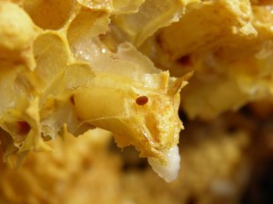 varromijt, uitgesneden darrenraat