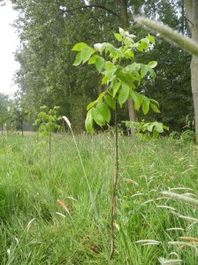 Tetradium daniellii hupehensis