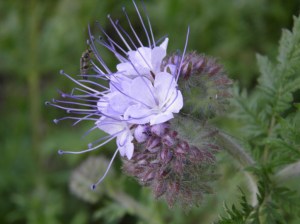 Phacelia
