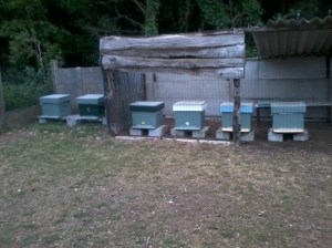 alfleggers,broedzuiger,phacelia