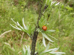 lieveheersbeestje, bladluizen