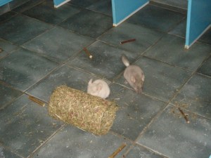 chinchilla's vrijloop