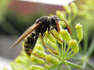 Hoornaar, Vespa crabro, venkel