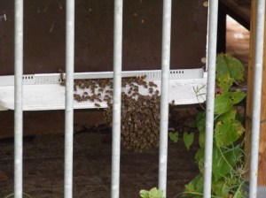 baardvorming bijenkast