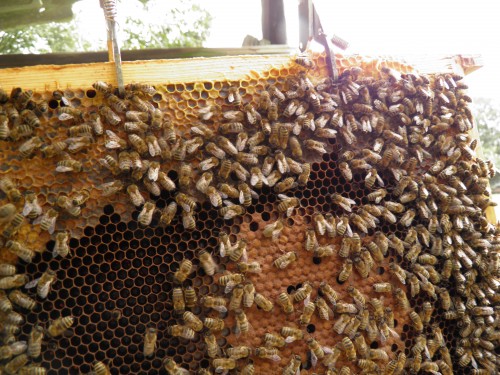 verzegeld broed, larven