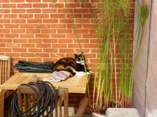 Laguna, serre, winterisolatie