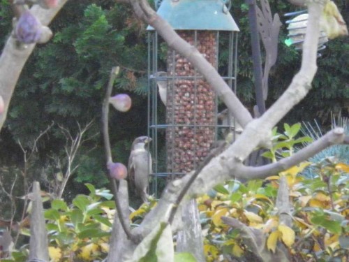 wintervoer, pinda, mus