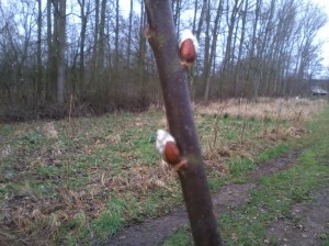 wilgenkatjes