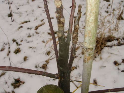 bijenhal,enten notenboom