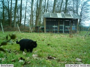 kat, trailcam