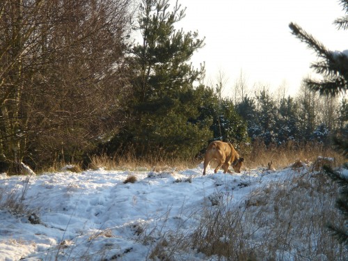 Castaar in de sneeuw.