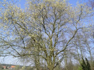 wilgenkatjes