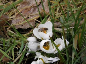 bij op crocus