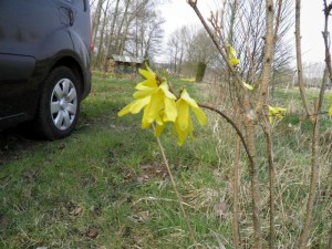 Forsythsia