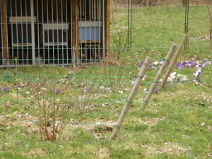 crocussen voor bijenhal