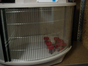 couveuse met reddoppen