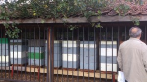 Experimentele bijenstand Herkenrode