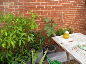 citrusplanten, overwintering