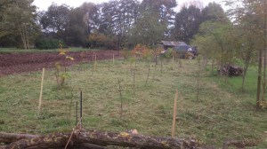 maaien onderbegroeiing