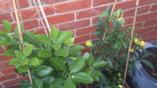 citrusplanten, overwintering