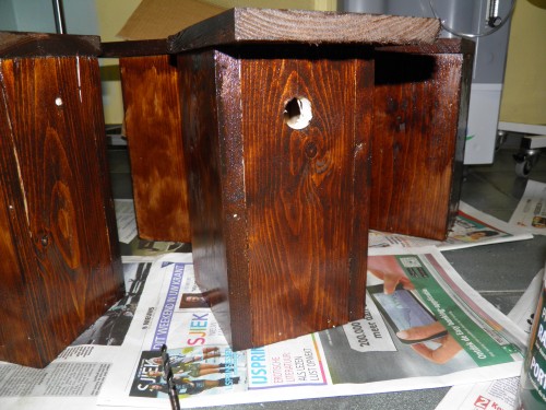 nestkast, pimpelmees