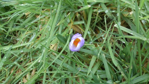 Crocus