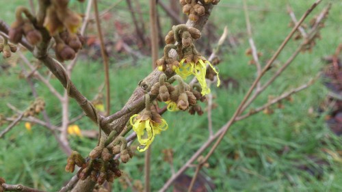 Hamamelis
