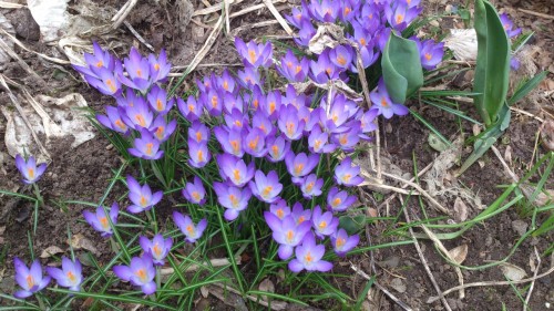 crocussen