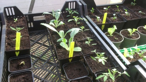 serre,moestuin,kruidentuin