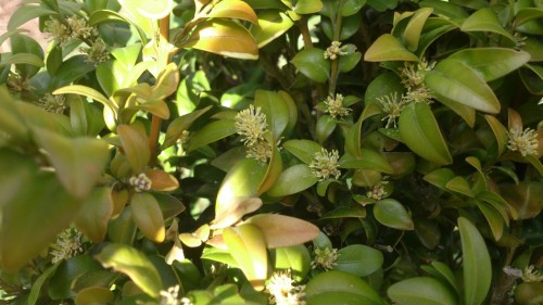 Buxus