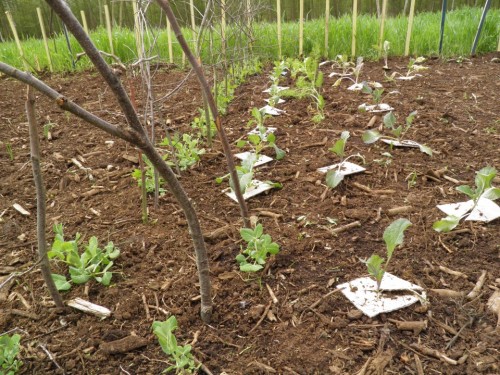 P4270137 (Custom).JPG