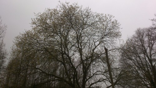 wilgenbloei, boswilg