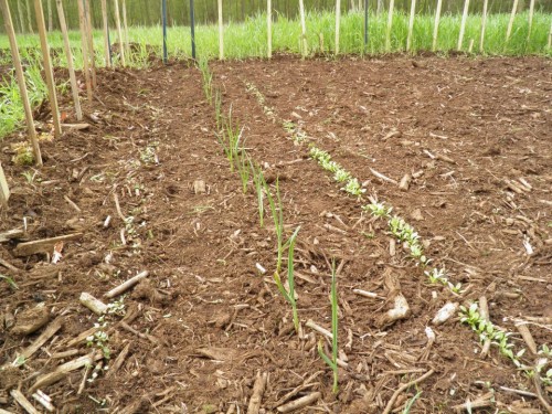 P4270136 (Custom).JPG