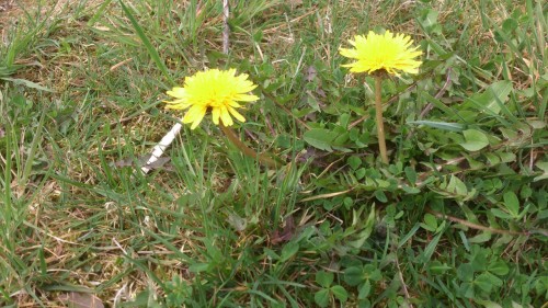 serre,moestuin,kruidentuin