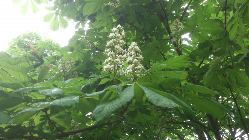 paardekastanje, bloesem