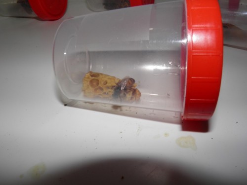 broedstoof, uitlopende dop