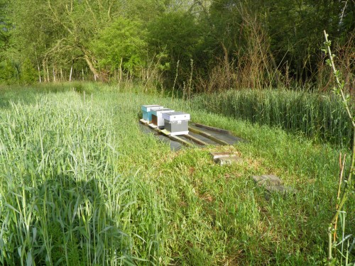 jongvolkjes, broedafleggers