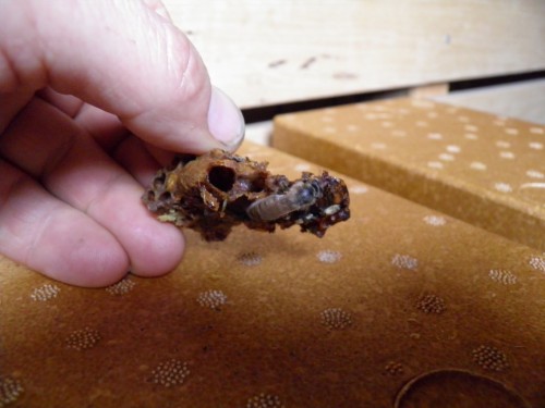 apidea, invoeren koningin