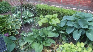 hosta's