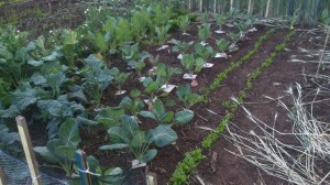 DSC_0410 (Custom).jpg