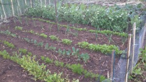 DSC_0408 (Custom).jpg